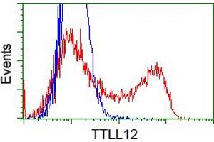 Image no. 3 for anti-Tubulin tyrosine Ligase-Like Family, Member 12 (TTLL12) antibody (ABIN1499033) (TTLL12 antibody)