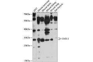 Western blot analysis of extracts of various cell lines, using OVOL1 antibody (ABIN7269129) at 1:1000 dilution.