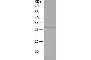 Western Blotting (WB) image for tRNA Phosphotransferase 1 (TRPT1) (AA 1-253) protein (His tag) (ABIN7125499)