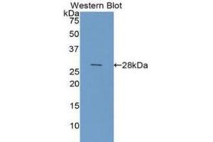 Western Blotting (WB) image for anti-Galectin 3 (LGALS3) (AA 1-250) antibody (ABIN1078055) (Galectin 3 antibody  (AA 1-250))