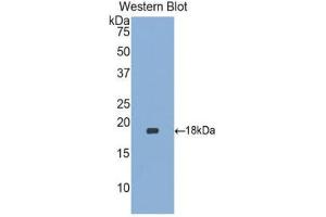 Western Blotting (WB) image for anti-Heparin-Binding EGF-Like Growth Factor (HBEGF) (AA 21-160) antibody (ABIN1174670)