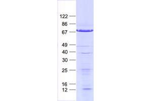 Validation with Western Blot (GTF2A1L Protein (His tag))