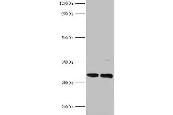 PIGX Antikörper  (AA 42-230)