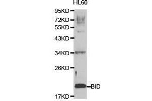 Western Blotting (WB) image for anti-BH3 Interacting Domain Death Agonist (BID) antibody (ABIN1871288) (BID antibody)
