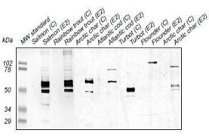 Western Blotting (WB) image for anti-Zona Radiata Protein antibody (ABIN108744) (Zona Radiata Protein antibody)
