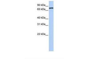 Image no. 1 for anti-Nuclear Receptor Subfamily 1, Group D, Member 1 (NR1D1) (AA 290-339) antibody (ABIN6749732) (NR1D1 antibody  (AA 290-339))