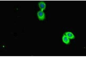 Immunofluorescent analysis of HepG2 cells using ABIN7163143 at dilution of 1:100 and Alexa Fluor 488-congugated AffiniPure Goat Anti-Rabbit IgG(H+L) (PEBP1 antibody  (AA 97-128))