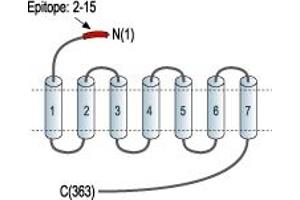 anti-Somatostatin Receptor 5 (SSTR5) (AA 2-15), (Extracellular), (N-Term) antibody
