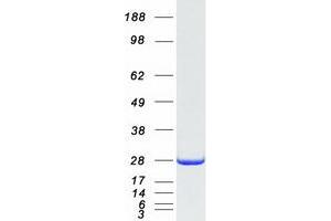 Validation with Western Blot (NIPSNAP3A Protein (Myc-DYKDDDDK Tag))