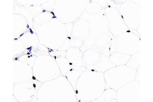Immunohistochemistry analysis of paraffin-embedded rat adipose tissue using PPARG Monoclonal Antibody at dilution of 1:1000. (PPARG antibody)