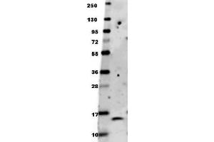 Image no. 1 for anti-Brain-Derived Neurotrophic Factor (BDNF) antibody (ABIN1100212) (BDNF antibody)