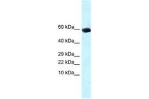 Image no. 1 for anti-Growth Differentiation Factor 10 (GDF10) (AA 261-310) antibody (ABIN6747768)