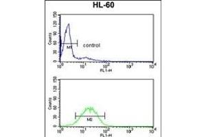 VDAC1 Antibody (Center) (ABIN390564 and ABIN2840894) flow cytometry analysis of HL-60 cells (bottom histogram) compared to a negative control cell (top histogram). (VDAC1 antibody  (AA 95-124))