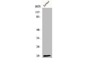 Western Blot analysis of K562 cells using RCL Polyclonal Antibody (RCL antibody  (N-Term))