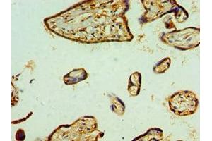 Immunohistochemistry of paraffin-embedded human placenta tissue using ABIN7151115 at dilution of 1:100 (RBX1 antibody  (AA 1-108))