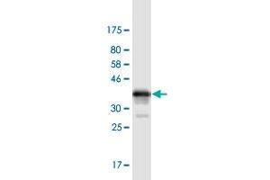 Western Blotting (WB) image for anti-Tumor Necrosis Factor Receptor Superfamily, Member 1A (TNFRSF1A) (AA 40-149) antibody (ABIN1774818)