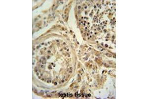 WDR51B antibody (C-term) immunohistochemistry analysis in formalin fixed and paraffin embedded human testis tissue followed by peroxidase conjugation of the secondary antibody and DAB staining. (POC1B antibody  (C-Term))