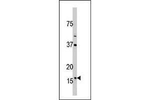 Western blot analysis of TXN2 polyclonal antibody  in 293 cell line lysate (35 ug/lane).