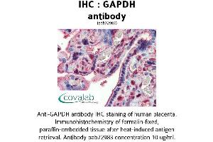 Image no. 2 for anti-Glyceraldehyde-3-Phosphate Dehydrogenase (GAPDH) (AA 9-323) antibody (ABIN1734616) (GAPDH antibody  (AA 9-323))