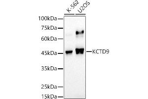 Western blot analysis of extracts of various cell lines, using KCTD9 antibody (ABIN7269469) at 1:500 dilution.