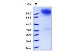 Human Neprilysin, Fc Tag on SDS-PAGE under reducing (R) condition. (MME Protein (AA 52-750) (Fc Tag))