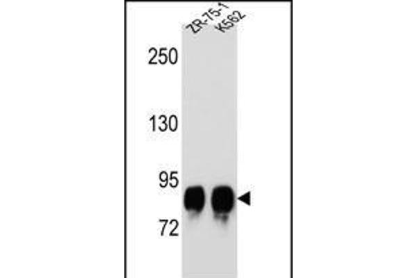 POMT1 antibody  (C-Term)