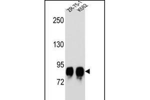 POMT1 Antibody (C-term) (ABIN656314 and ABIN2845617) western blot analysis in ZR-75-1,K562 cell line lysates (35 μg/lane). (POMT1 antibody  (C-Term))