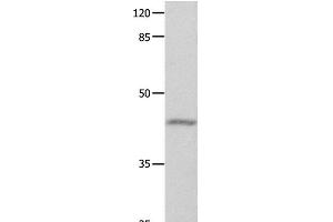Western Blot analysis of Mouse eyes tissue using GNA11 Polyclonal Antibody at dilution of 1:550 (GNA11 antibody)
