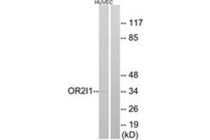 Western blot analysis of extracts from HuvEc cells, using OR2I1 Antibody. (OR2I1P antibody  (AA 261-310))