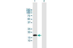 Western Blot analysis of NTS expression in transfected 293T cell line by NTS MaxPab polyclonal antibody.