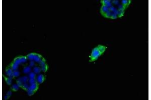 Immunofluorescent analysis of 293 cells using ABIN7170658 at dilution of 1:100 and Alexa Fluor 488-congugated AffiniPure Goat Anti-Rabbit IgG(H+L) (FDFT1 antibody  (AA 1-260))