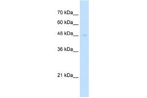 WB Suggested Antibody Titration:  2. (Reticulon 2 antibody  (N-Term))