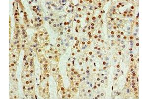 Immunohistochemistry of paraffin-embedded human adrenal gland tissue using ABIN7148846 at dilution of 1:100 (CDK1 antibody  (AA 1-283))
