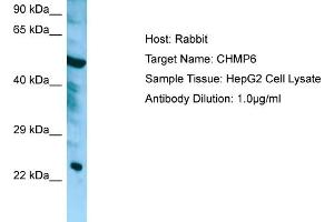 Western Blotting (WB) image for anti-Charged Multivesicular Body Protein 6 (CHMP6) (Middle Region) antibody (ABIN970395) (CHMP6 antibody  (Middle Region))