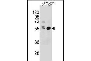 TEX9 Antibody (N-term) (ABIN654569 and ABIN2844274) western blot analysis in K562,CEM cell line lysates (35 μg/lane). (TEX9 antibody  (N-Term))