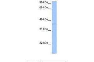 Image no. 1 for anti-Triggering Receptor Expressed On Myeloid Cells-Like 2 (TREML2) (AA 188-237) antibody (ABIN1493904) (TREML2 antibody  (AA 188-237))