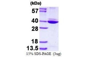 Image no. 1 for Annexin A8-Like 2 (ANXA8L2) protein (His tag) (ABIN1098316) (ANXA8L2 Protein (His tag))