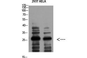 Western Blot (WB) analysis of 293T HeLa using 14-3-3 zeta Polyclonal Antibody diluted at 1:1000. (14-3-3 zeta antibody  (Tyr330))