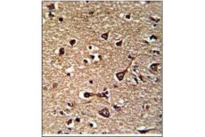 Figure 2. (Glutaredoxin 2 antibody  (C-Term))