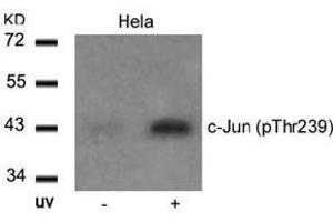 Image no. 2 for anti-Jun Proto-Oncogene (JUN) (pThr239) antibody (ABIN196653) (C-JUN antibody  (pThr239))