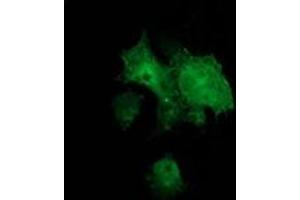 Anti-BCAR1 mouse monoclonal antibody (ABIN2454408) immunofluorescent staining of COS7 cells transiently transfected by pCMV6-ENTRY BCAR1 (RC209133). (BCAR1 antibody)