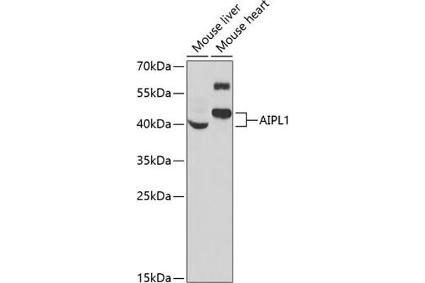 AIPL1 antibody  (AA 1-384)