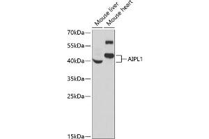 Western blot analysis of extracts of various cell lines, using  antibody (ABIN6129964, ABIN6136691, ABIN6136693 and ABIN6222112) at 1:1000 dilution. (AIPL1 antibody  (AA 1-384))