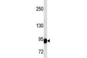 BCL-6 antibody western blot analysis in NCI-H292 lysate. (BCL6 antibody  (AA 676-704))