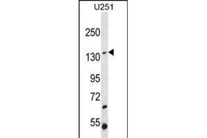 ST5 Antibody (C-term ) (ABIN652186 and ABIN2840676) western blot analysis in  cell line lysates (35 μg/lane). (ST5 antibody  (C-Term))