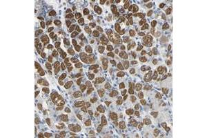 Immunohistochemical staining of human stomach with OTOF polyclonal antibody  shows strong cytoplasmic positivity in glandular cells at 1:50-1:200 dilution.