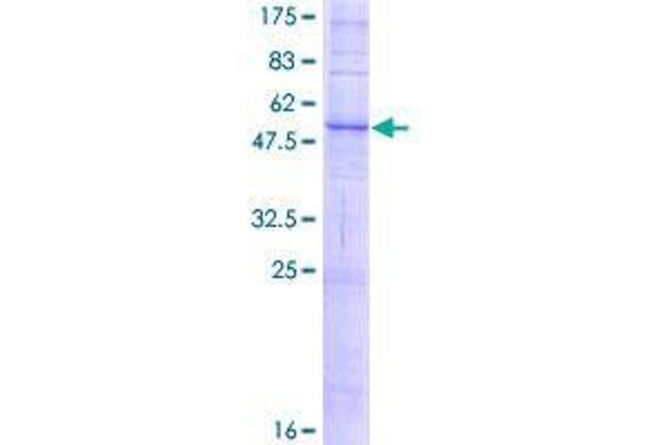 SLC36A2 Protein (AA 1-285) (GST tag)