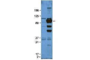 Western Blot of Rabbit anti-Glypican-1 antibody.