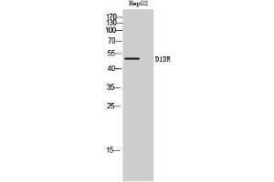 Western Blotting (WB) image for anti-Dopamine Receptor 1d (D1DR) (Internal Region) antibody (ABIN3174697) (D1DR antibody  (Internal Region))