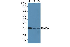 Western Blotting (WB) image for Superoxide Dismutase 1, Soluble (SOD1) ELISA Kit (ABIN6574296)